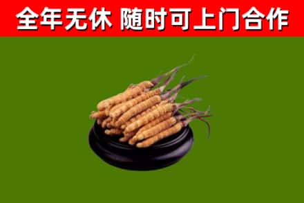 瑞安市回收冬虫夏草